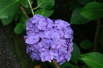 紫陽花