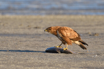 Common buzzard - buteo buteo eating a fish