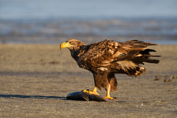 White-tailed eagle in winter lake