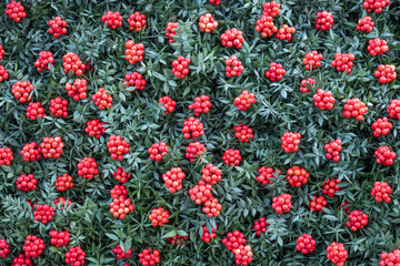 cochina flower. Beautiful rowan with red berries. Nature pattern background.