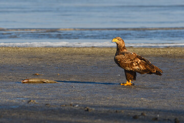 White-tailed eagle in winter lake