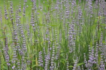 Bonn Germany early July 2021 wild flowering lavender against green background in natural sunlight with focus on foreground