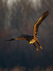 White-tailed eagle flying over the lake