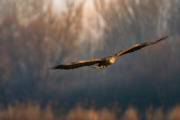 White-tailed eagle flying over the lake
