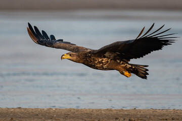 White-tailed eagle flying over the lake