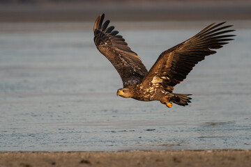 White-tailed eagle flying over the lake