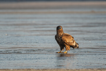 White-tailed eagle in winter lake