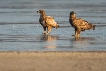 White-tailed eagle in winter lake