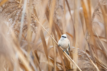 Eurasian penduline tit or European penduline tit - Remiz pendulinus on the reed grass