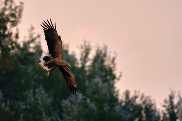 White-tailed eagle flying over the lake