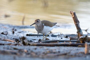Common sandpiper - Actitis hypoleucos small shorebird