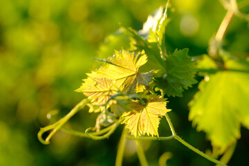 Closeup on gravevine leafs