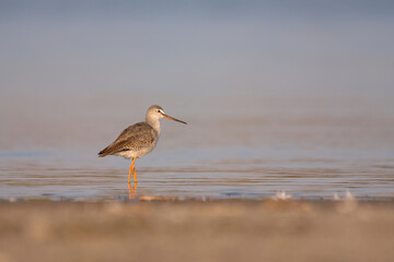 Spotted redshank - Tringa erythropus shorebird