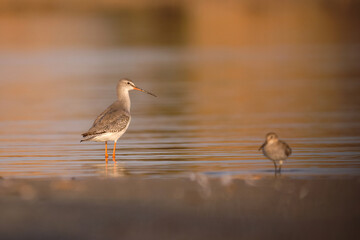 Spotted redshank - Tringa erythropus shorebird