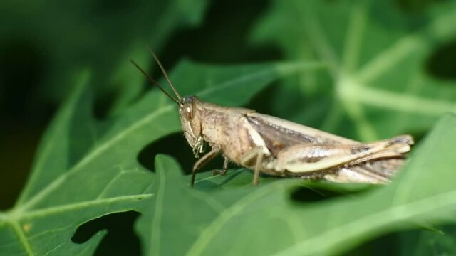 macro HD Video of a grasshopper on a leaf. Natural background and close up portrait of grasshopper