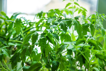 Seedlings of tomatoes are growing in spring. Selective focus.