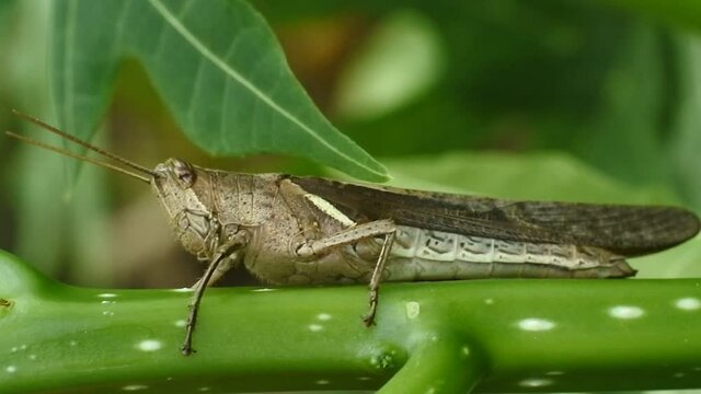 macro footage of a grasshopper on a leaf. Natural background and close up portrait of grasshopper