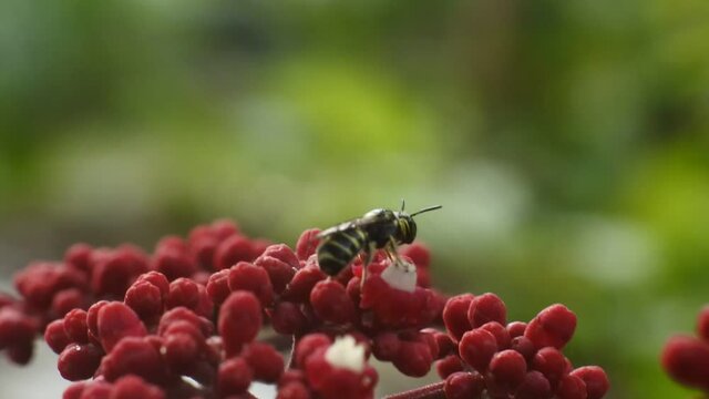 black beetle footage. beetle perched on red flowers looking honey.