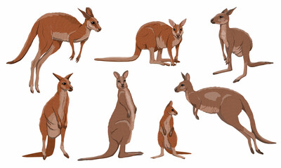 Set of Australian big red kangaroo. Osphranter rufus females, males and baby kangaroos in different poses. Realistic vector animal - obrazy, fototapety, plakaty