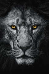 Foto op Aluminium Lion (Panthera leo krugeri) looking at the camera, close up of a lion head © Tomas Hejlek
