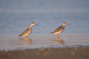 Obraz premium Spotted redshank - Tringa erythropus shorebird
