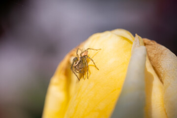 Spider on a yellow rose against a background of blurred greenery in the garden