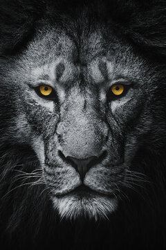 Lion (Panthera leo krugeri) looking at the camera, close up of a lion head