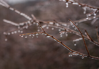 Beautiful nature background and tektura, frozen raindrops on bare branches, freshness and cleanliness