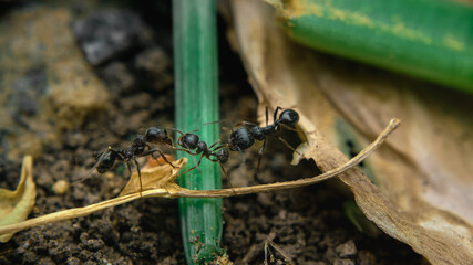 Battle of the ants. Two ants detained an alien ant at the border of their anthill and do not let him into their territory