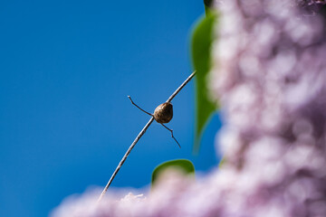Abandoned house of insects on a cross made of a withered branch