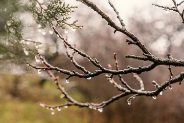 Beautiful nature background and tektura, frozen raindrops on bare branches, freshness and cleanliness concept
