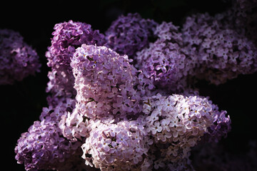 The play of light on the flowers of a beautiful branch of lilac