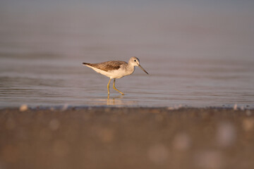 Common greenshank - tringa nebularia on the lake