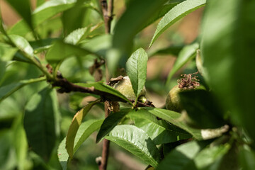 A beetle lit by the morning sun sits on an unripe peach fruit surrounded by beautiful peach leaves