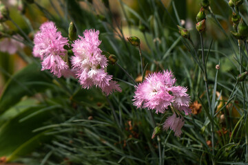 A group of carnation flowers blossoming in the garden in the rays of sunlight on a background of green buds