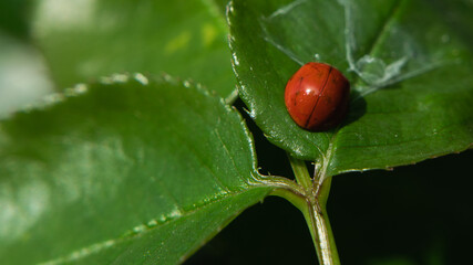 Obraz premium Ladybug in the rays of the sun on a green rose leaf, close-up