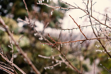 Beautiful nature background and tektura, frozen raindrops on bare branches, freshness and cleanliness concept