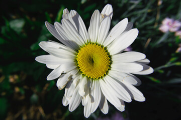 Fototapeta premium Chamomile flower in the rays of sunlight. Close-up