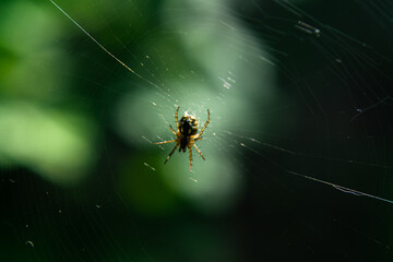 A spider on a bright sunny day hangs on a cobweb on a green blurred background