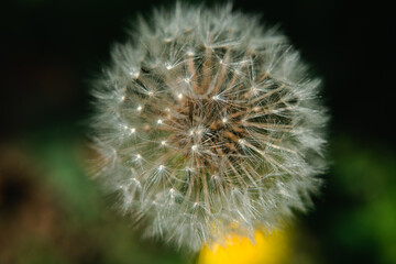Close-up of a dandelion dome on a blurred greenery background with one yellow accent on a bright sunny day