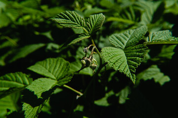 Green leaves and inflorescences of raspberries on a sunny day before flowering