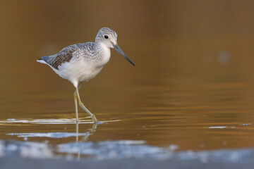 Common greenshank - tringa nebularia on the lake