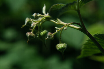 Obraz premium Green leaves and inflorescences of raspberries