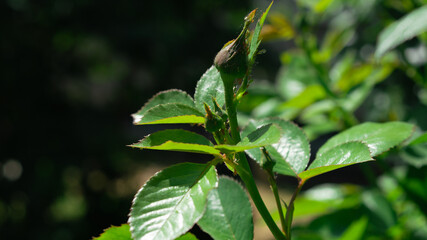 Obraz premium Aphids on green leaves of a rose in the sun