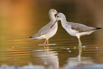 Common greenshank - tringa nebularia on the lake