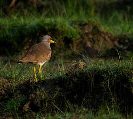 Obraz premium A Grey-headed Lapwing
