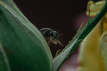 Jumping spiders on a hunt caught their prey - a camara on a bud of an unblown rose. Close-up of insects in natural habitat