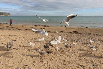 Seabirds on the beach.