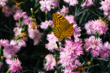 Butterfly collects nectar on carnation flowers on a sunny summer day