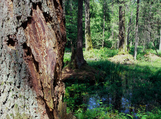 Bialowieza Forest, Bialowieza National Park, Poland